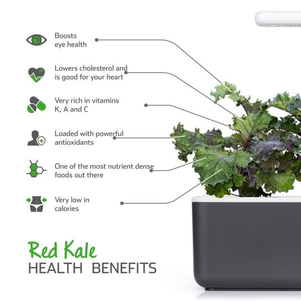Smart Garden Click and Grow frø til indendørs have - rød grønkål