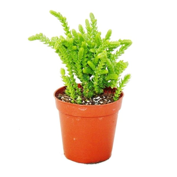 Suckulent växt - Crassula lycopodioides - sorkar - i kruka 5,5 cm