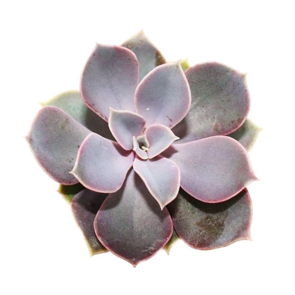 Echeveria - Nurnbergpärla - liten krukväxt på 5,5 cm