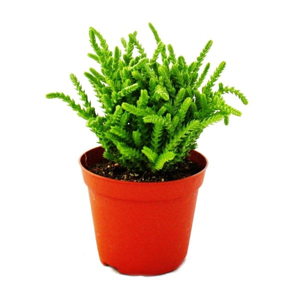 Sukulentväxt - Crassula lycopodioides - mussvans - i kruka 8,5 cm