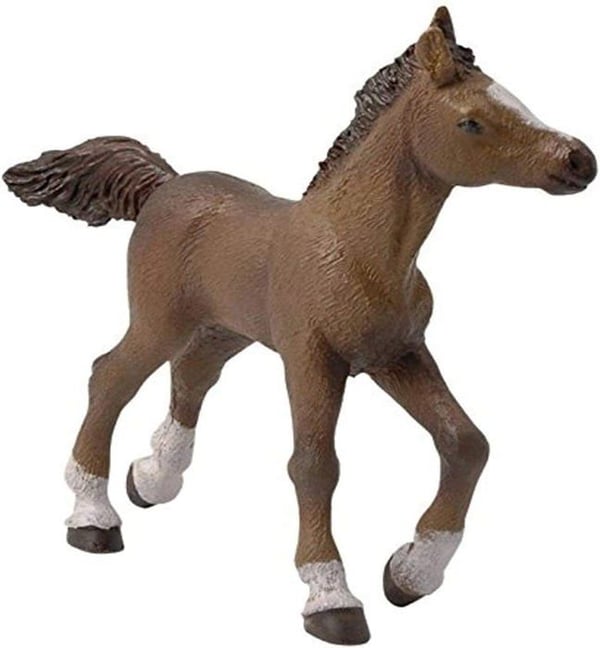 Anglo-arabisk fölfigur - PAPO - HÄSTAR, FÖL OCH PONNYER - Interiör
