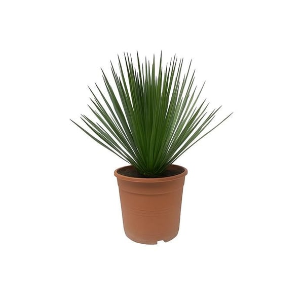Palmlilja Yucca Rostrata - 24 cm kruka 60 cm hög