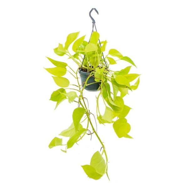 Hängväxt inomhus - Lysande murgröna - Epipremnum Golden Pothos - Scindapsus - Hängkruka 14cm
