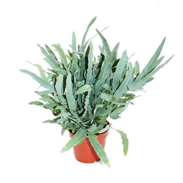 Guldprickig ormbunke "Blue Star", Phlebodium aureum, 17cm