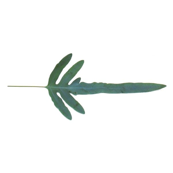 Guldprickig ormbunke "Blue Star", Phlebodium aureum, 17cm
