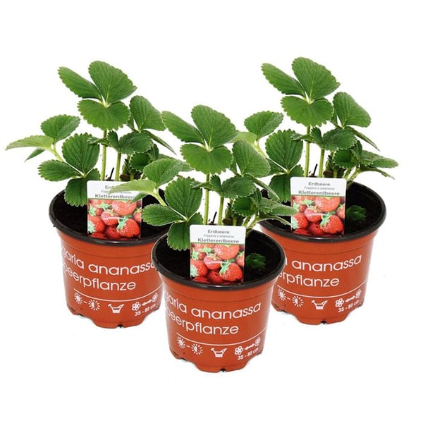 Fragaria klätterjordgubbe Fragaria x ananas 3 plantor