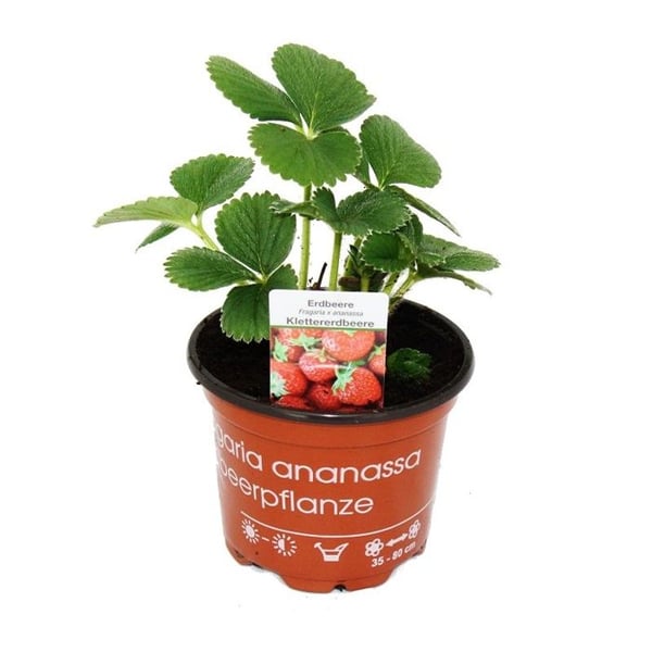 Fragaria klätterjordgubbe Fragaria x ananas 3 plantor