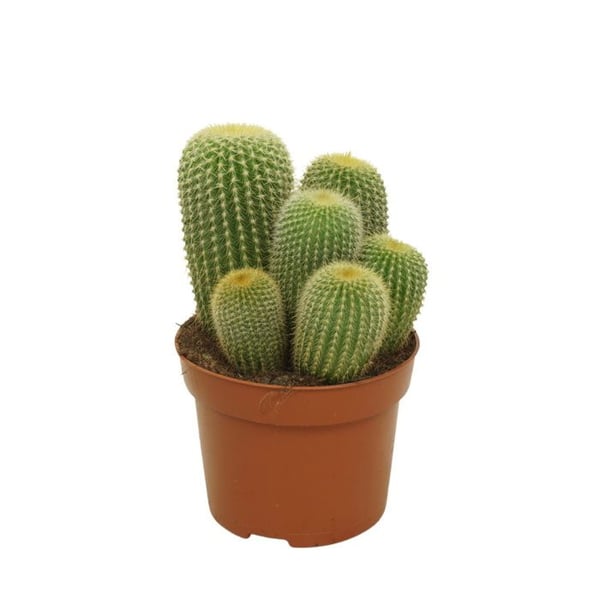 Tonneau d'Or - Notocactus leninghausii - Parodia - Lättskött kaktus - kruka 12cm