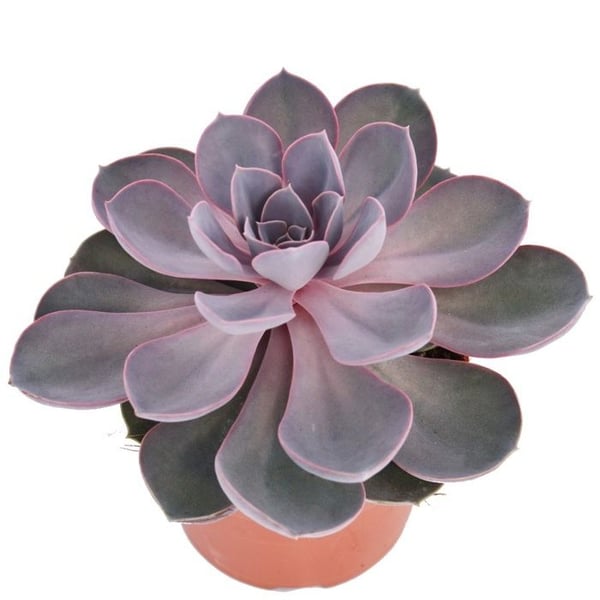 Echeveria Pearl von Nürnberg - large Pflanze im 12cm Topf