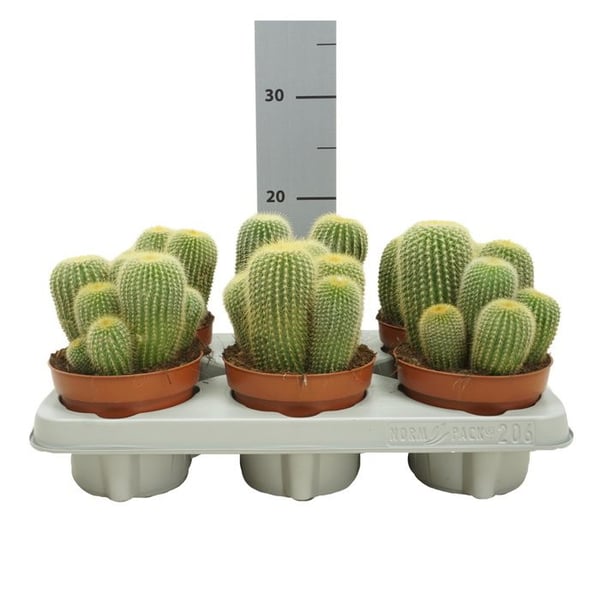 Tonneau d'Or - Notocactus leninghausii - Parodia - Lättskött kaktus - kruka 12cm