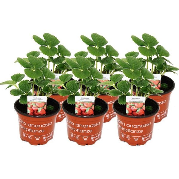 Fragaria klätterjordgubbe Fragaria x ananas 6 plantor