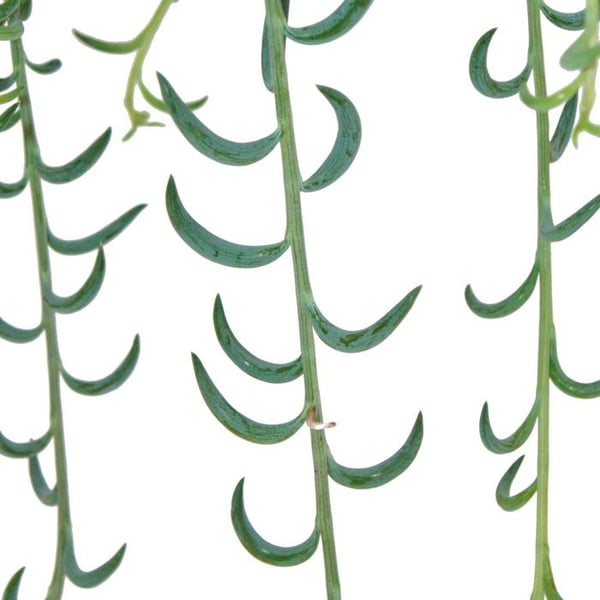 Senecio radicans - bananhalsband - trafikljusväxt - trafikljus 14cm - hängande