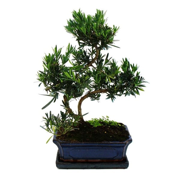 Bonsai Steineibe - Podocarpus macrophyllus - ca. 12-15 år