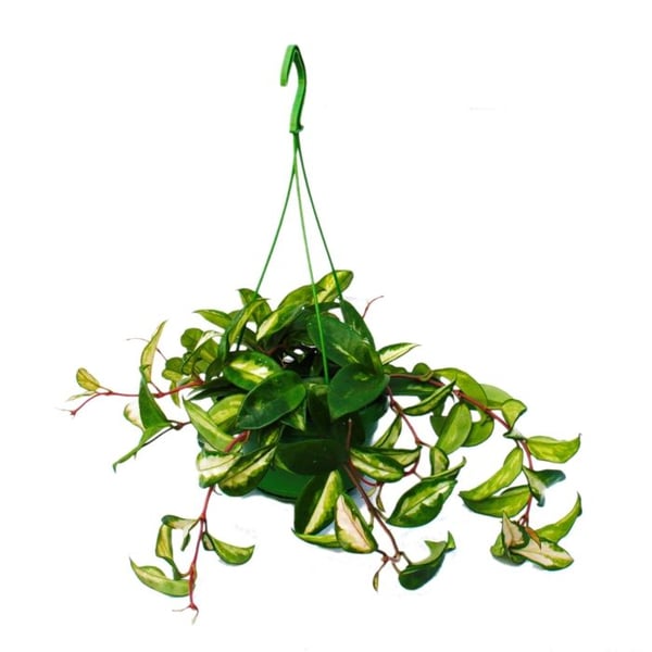 Hängande krukväxt - Hoya carnosa rubra - Porslinsblomma - Vaxblomma 14cm Ampel