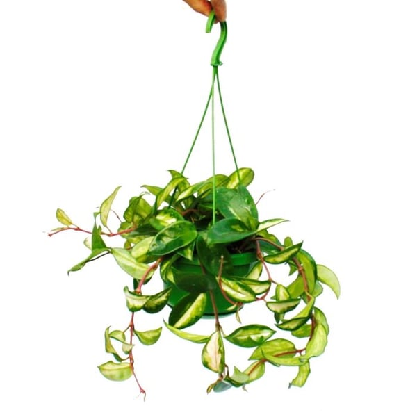 Hängande krukväxt - Hoya carnosa rubra - Porslinsblomma - Vaxblomma 14cm Ampel