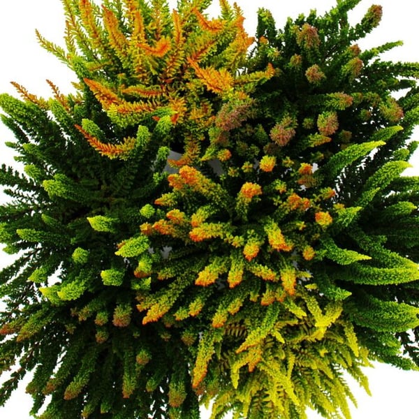 Calluna Green Nature - Grön ljung - Frostbeständig - Kruka på 11 cm - Set med 3 olika växter. Växter