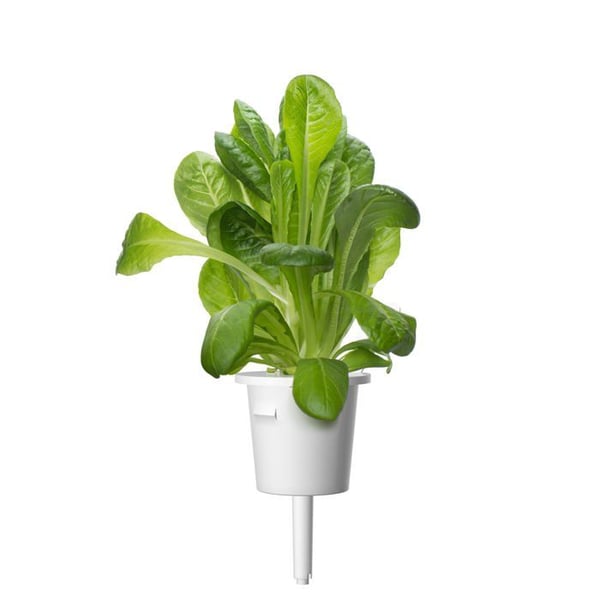Romainsallatsfrö Smart Graden Click&Grow 3 plantor