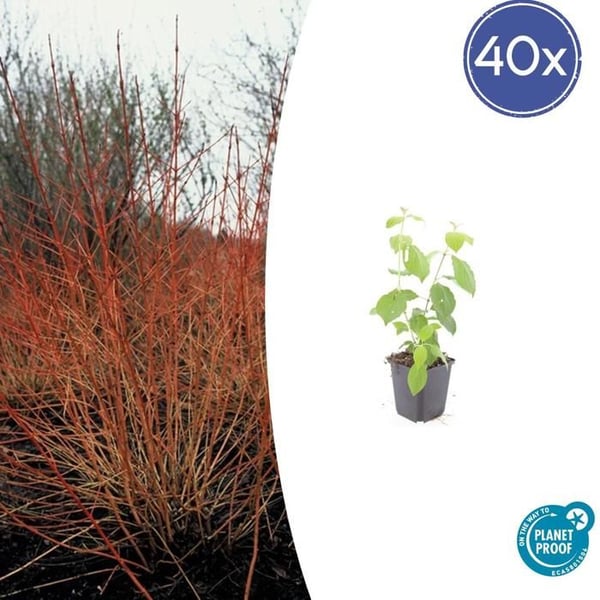 Röd hundwood - Cornus sanguinea 'Midwinter Fire' - Häckväxt - 9cm kruka - Set med 40 växter