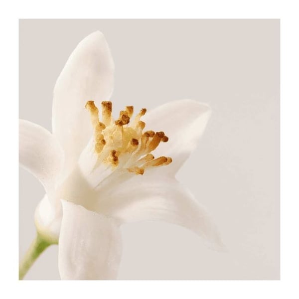 Rengöringsmousse - PAYOT - Mjukhet - 150 ML - Vegansk - 96% naturliga ingredienser