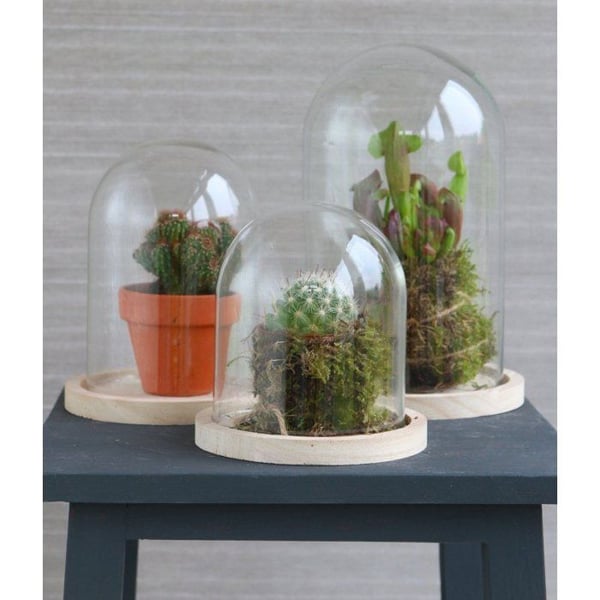GLASDOM + TRÄBAS Ø12 H16CM