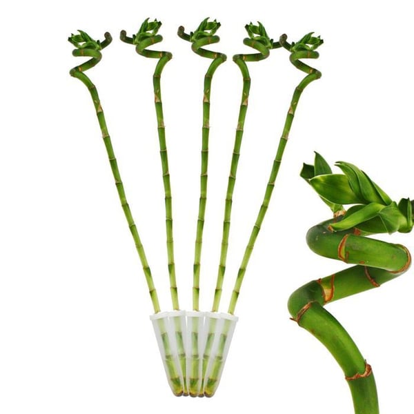 Set med 5 lyckobambu 'Lucky Bamboo' - i spiralform - i ett rör - Dracaena Sanderiana - höjd ca. 40 cm