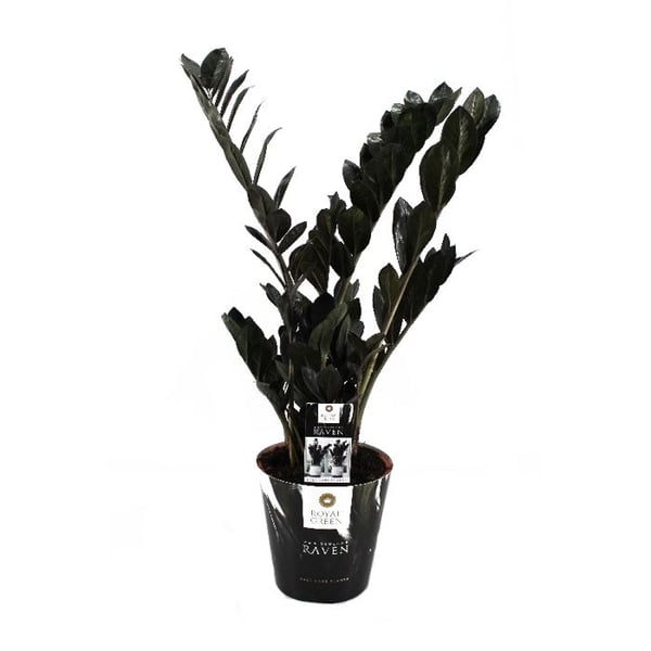 Zamioculcas "Raven" svart - Zamio palm - Zamio ormbunke 17cm kruka