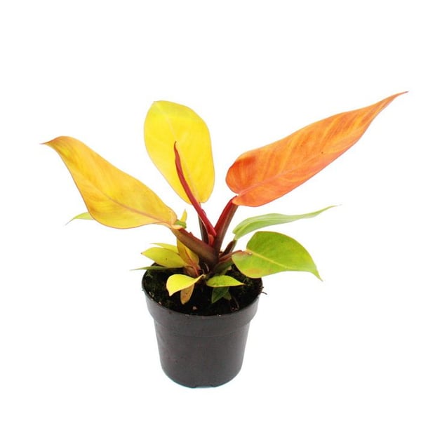 Philodendron Prince d'Orange - orange vän - kruka 12cm
