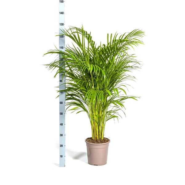 Guldfruktspalm - Dypsis lutescens - Areca - Ensamstående växt - höjd ca 120-140cm - kruka 24cm
