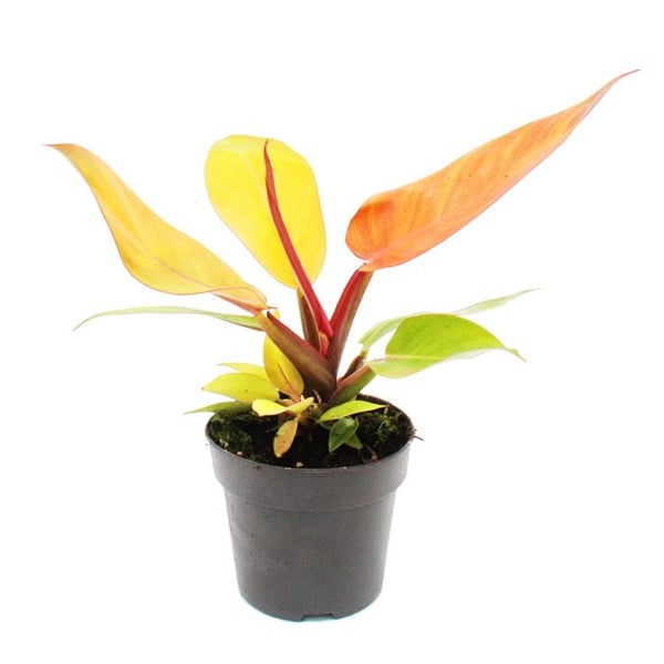Philodendron Prince d'Orange - orange vän - kruka 12cm