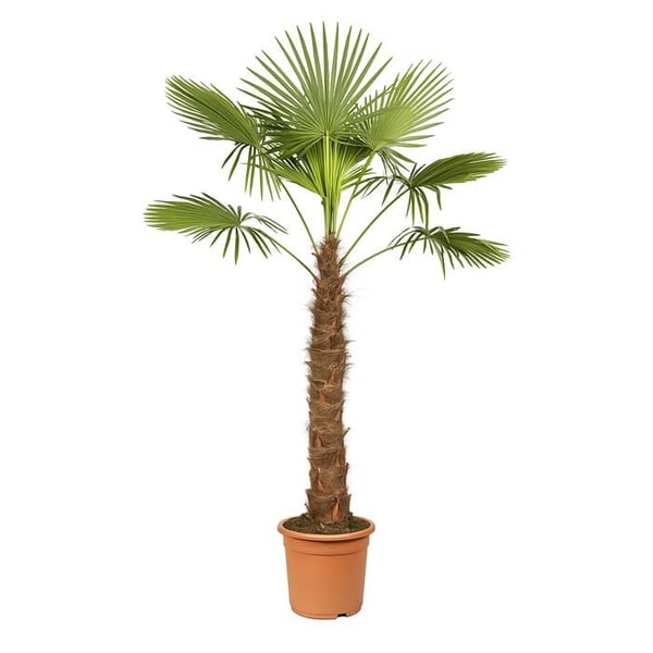 Kinesisk hampapalme Trachycarpus fortunei 40cm kruka 180-200cm hög