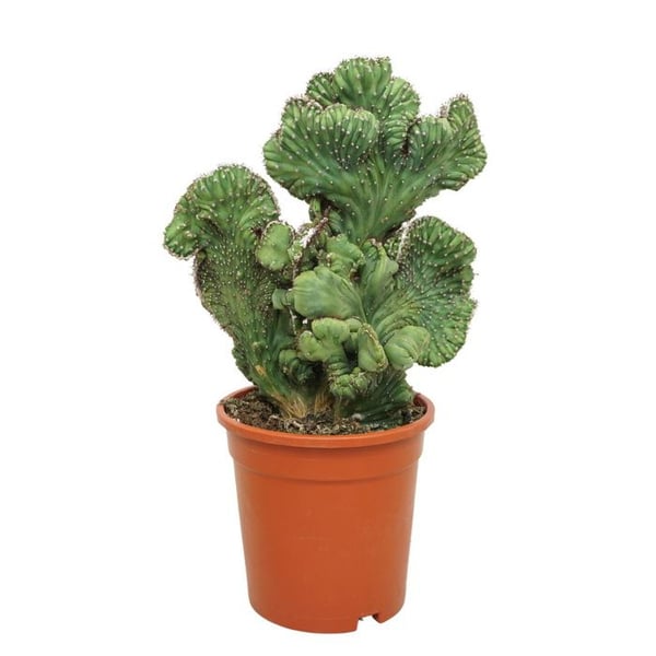 Blåbärskaktus Kammform - Myrtillocactus geometrizans cristata - Søjlekaktus - 17cm Kruka