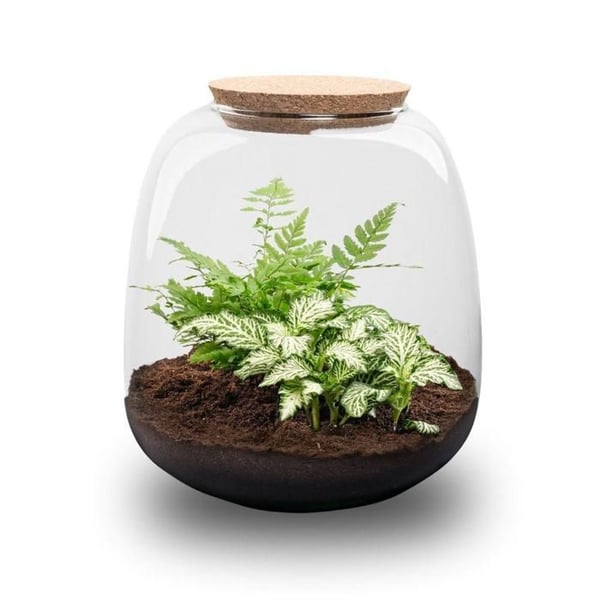 Flaskträdgård "Kleine Emma" - DIY-växtterrarium - 20cm högt - med Fittonia White Tiger