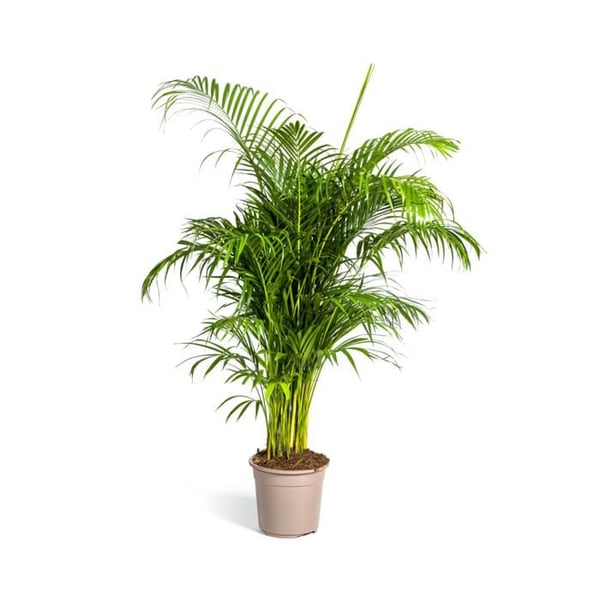 Guldfruktspalm - Dypsis lutescens - Areca - Enstaka växt - höjd ca 150-170cm - kruka 27cm