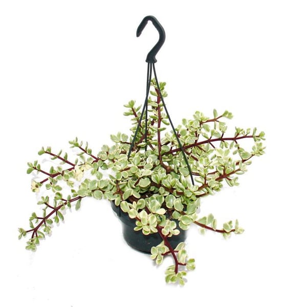 Hängande krukväxt - Portulacaria afra var. - Jadeväxt 14cm Ampel