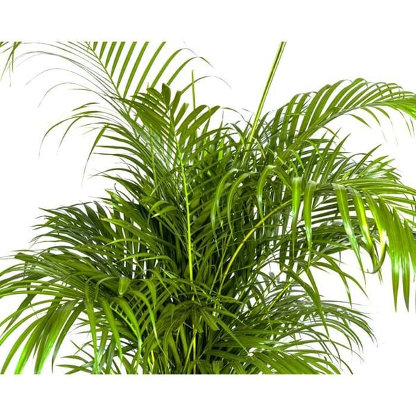 Guldfruktspalm - Dypsis lutescens - Areca - Enstaka växt - höjd ca 150-170cm - kruka 27cm