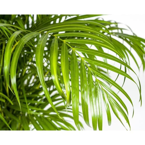 Guldfruktspalm - Dypsis lutescens - Areca - Enstaka växt - höjd ca 150-170cm - kruka 27cm