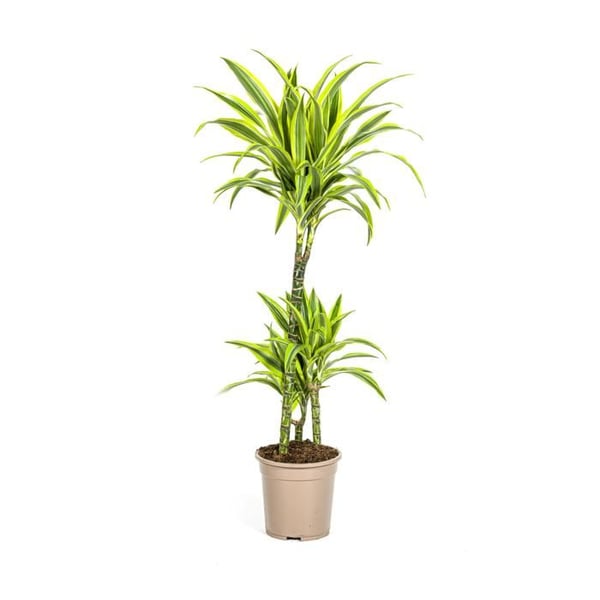 Dracéna - Dracaena deremensis "Lemon Lime" - Grön växt - höjd 90-110cm - kruka 21cm