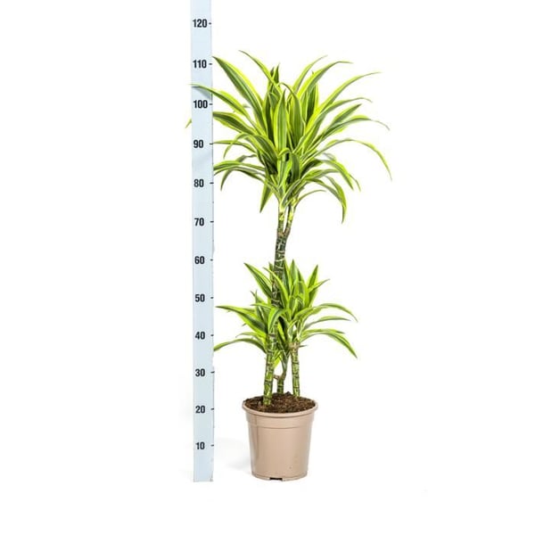 Dracéna - Dracaena deremensis "Lemon Lime" - Grön växt - höjd 90-110cm - kruka 21cm