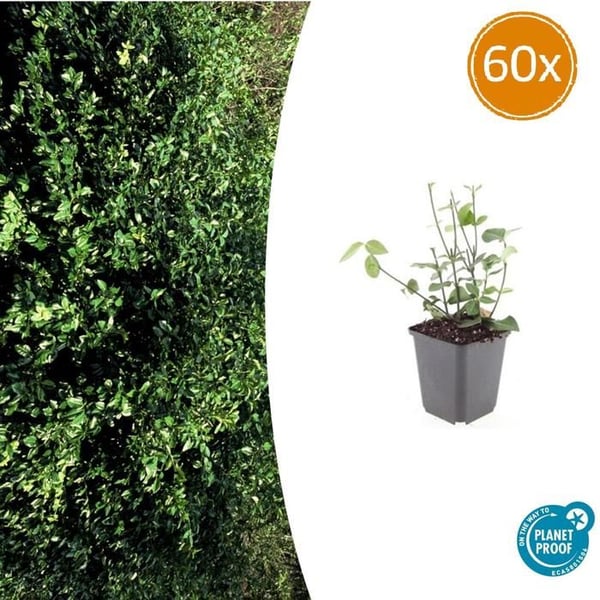 Bäckväxt - Purpurhorn - Euonymus fortunei 'Coloratus' - Kruka 9cm - Set med 60 växter