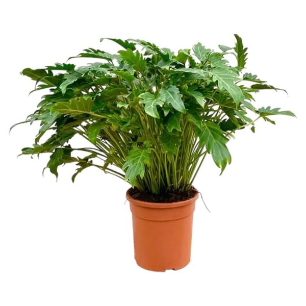 Philodendron Xanadu - Vän av exotiska träd - höjd ca 80 cm
