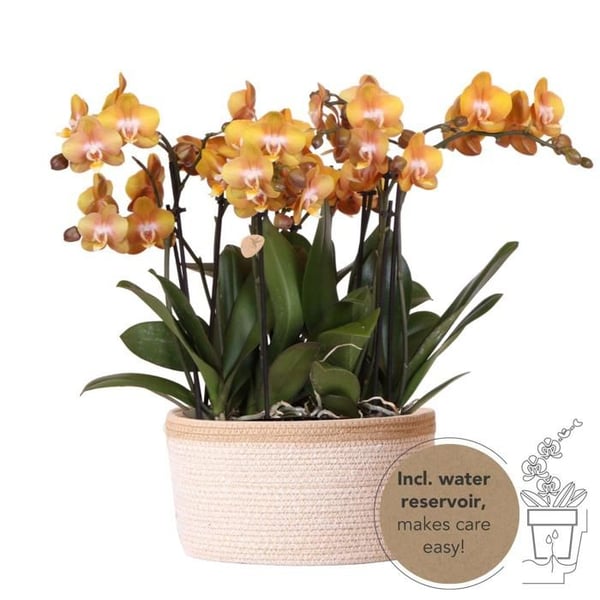 Kolibri Orchids orange orkidé-set i bomullskorg inklusive vattentank tre orange orkidéer Las Vegas 12cm