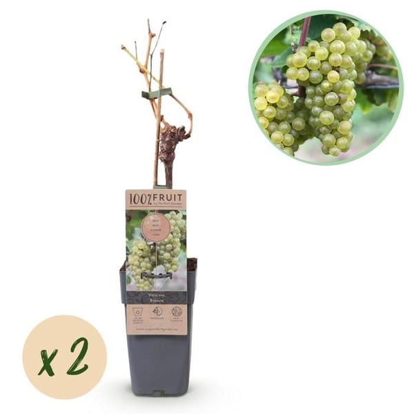 Vitis vinifera "Bianca" - Vit druva - Kruka 15cm - cirka 50cm hög - set om 2