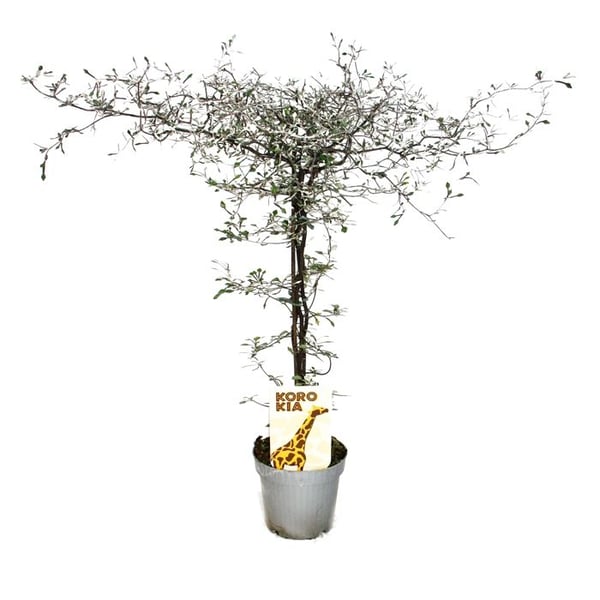 Corokia cottoneaster - sicksackbuske - strängträd