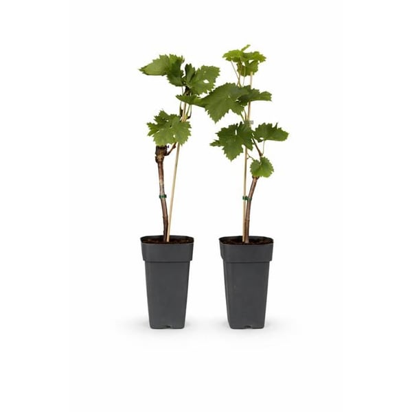 Vitis vinifera "Bianca" - Vit druva - Kruka 15cm - cirka 50cm hög - set om 2
