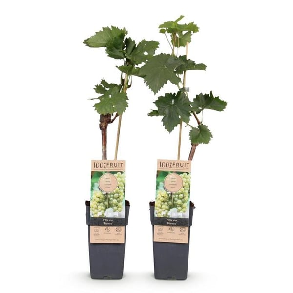Vitis vinifera "Bianca" - Vit druva - Kruka 15cm - cirka 50cm hög - set om 2