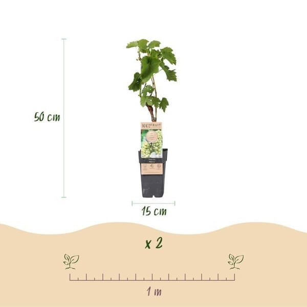 Vitis vinifera "Bianca" - Vit druva - Kruka 15cm - cirka 50cm hög - set om 2