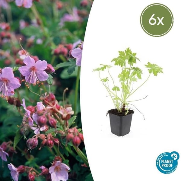 Marktäckande - Geranium macrorrhizum - 9 cm kruka - Set med 6 växter