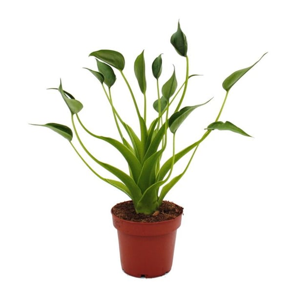 Alocasia "Tiny Dancer" - Pilblad - Tropisk rot - sällsynthet - kruka 12cm