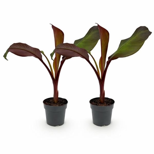 Ensete ventricosum Maurelli - vinterbanan med röda blad - kruka 12 cm - ca 30 cm - set om 2