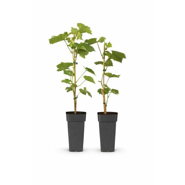 Vitis vinifera "Himrod" - Fröfri vit druva - 15 cm kruka - cirka 50 cm hög - paket med 2